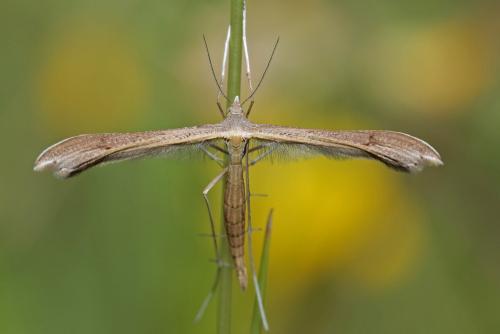 Stenoptilia pterodactyla
